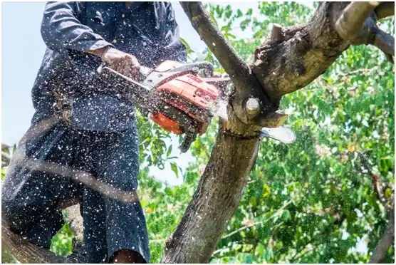 tree services Mountlake Terrace